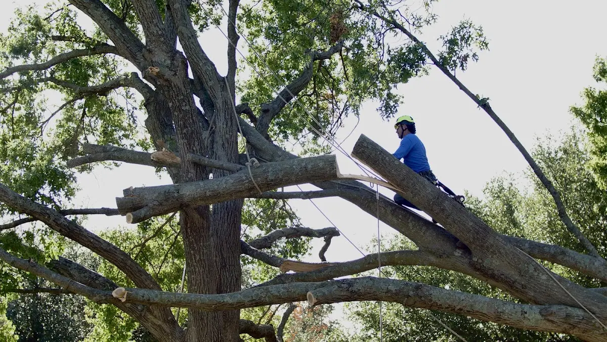 Professional Crown Thinning performed by certified arborists in Union Center