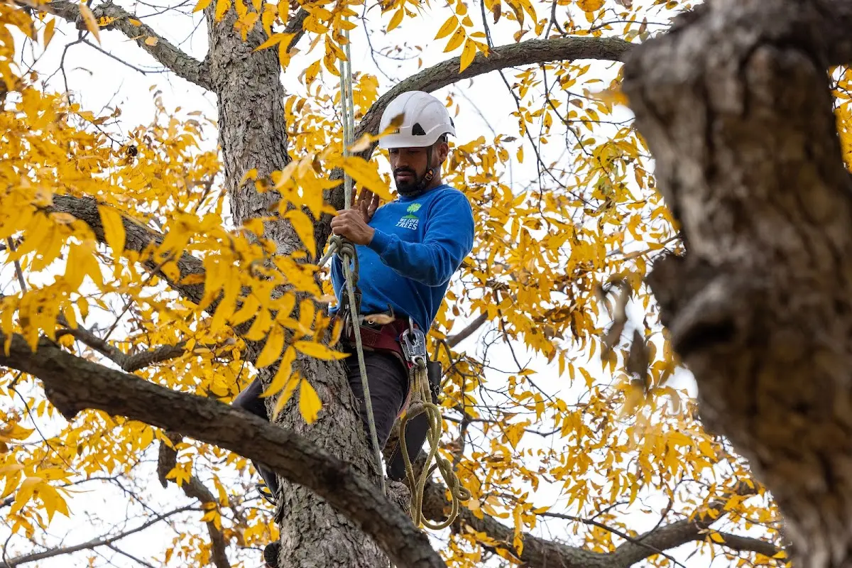 Skilled Tree Pruning crew working in Union Center