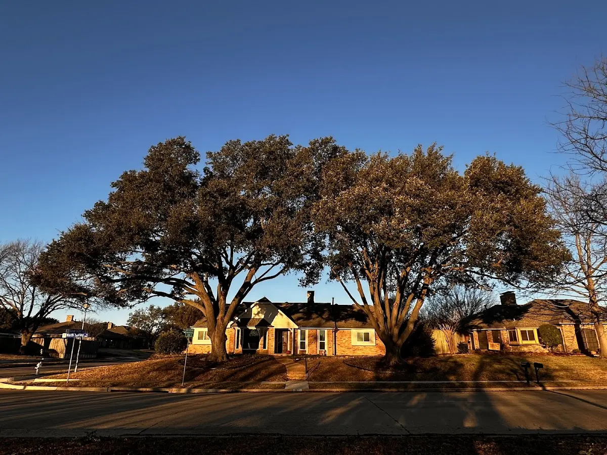 Established residential canopy tree shading a home in Union Center